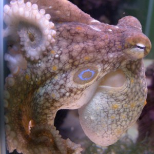Mr. Octopus sits on the glass