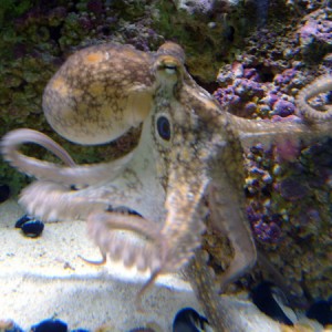 Mr. Octopus on the move