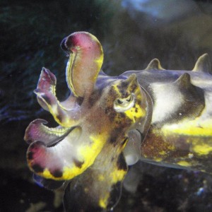 Flamboyant cuttlefish close up