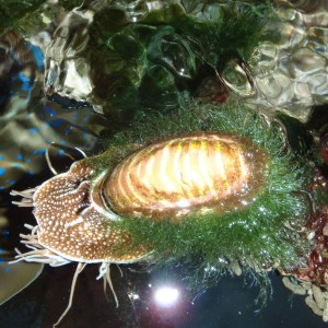 Nautilus with green hair