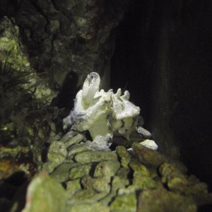Flamboyant cuttlefish turns white at night
