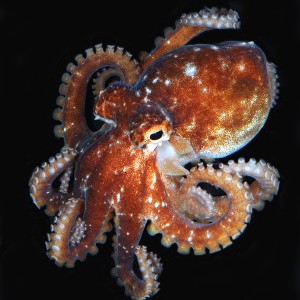 Octopus digueti