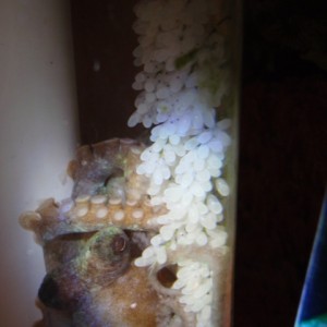 Octopus_mom_and_3_weeks_old_eggs
