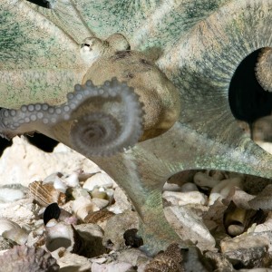 Abdopus aculeatus female deimatic display