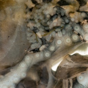 Wunderpus female brooding eggs