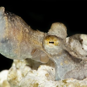 Juvenile Abdopus aculeatus