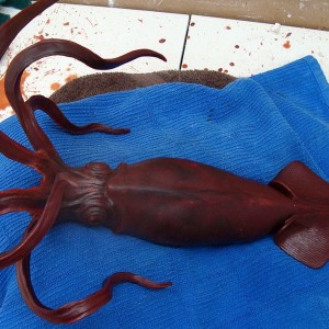 New small giant squid bronze in the works