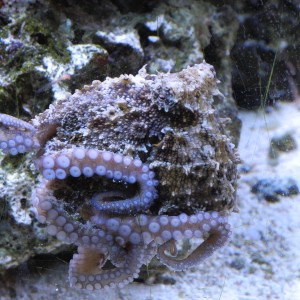 Shelby 2015/06/10 - Octopus Hummelincki