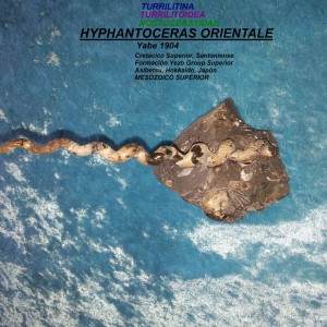 HYPHANTOCERAS ORIENTALE