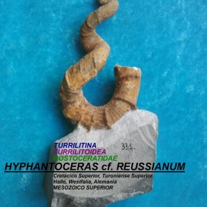 HYPHANTOCERAS REUSSIANUM