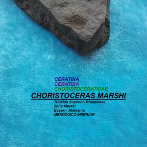CHORISTOCERAS MARSHI