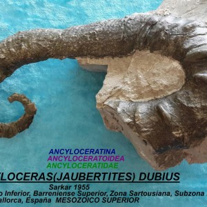 JAUBERTITES DUBBIUS