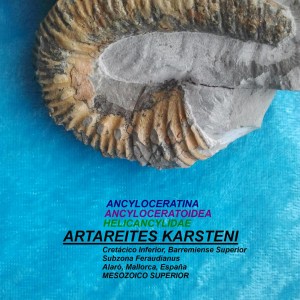 ARTAREITES KARSTENI