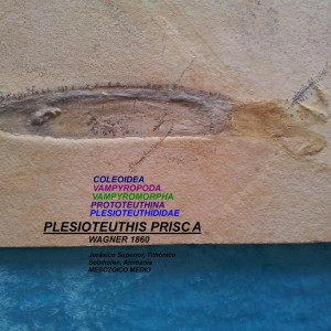 PLESIOTEUTHIS PRISCA