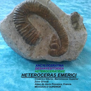 HETEROCERAS EMERICI
