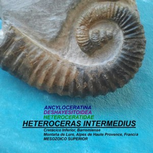 HETEROCERAS INTERMEDIUS