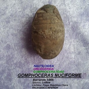 GOMPHOCERAS NUCLIFORME
