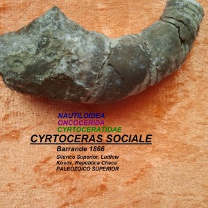 CYRTOCERAS SOCIALE