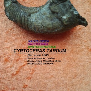 CYRTOCERAS TARDUM
