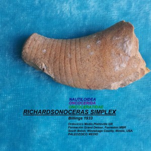 RICHARDSONOCERAS SIMPLEX