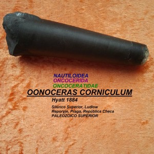OONOCERAS CORNICULUM