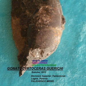 GONATOCYRTOCERAS GUERICHI