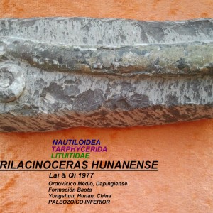 TRILACINOCERAS HUNANENSE