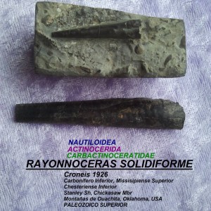 RAYONNOCERAS SOLIDIFORME