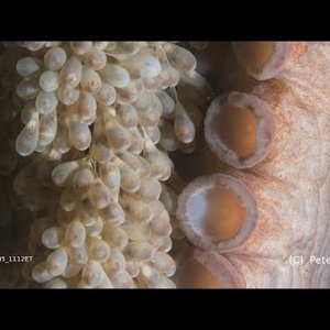 Giant Pacific Octopus eggs hatching, baby octopus