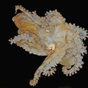 O chierchiae male hectocotylus contraction rlc.jpg