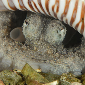 A aculeatus male