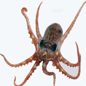 Octopus Las Perlas 1 RLC.jpg