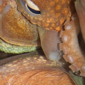 Bigeye octopus eye and siphon.jpg