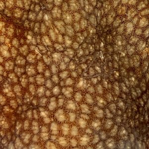 Bigeye octopus skin texture.jpg