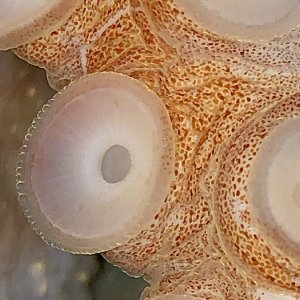 Bigeye octopus suckers (showing chromatophores).jpg