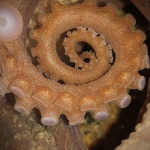 Bigeye octopus tentacle spiral.jpg