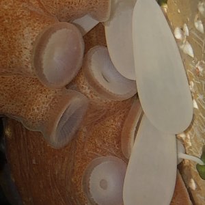 Bigeye octopus eggs closeup.jpg