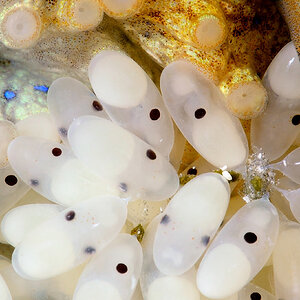 H lunulata female eggs first chromatophores 4 24 14 crop.jpg