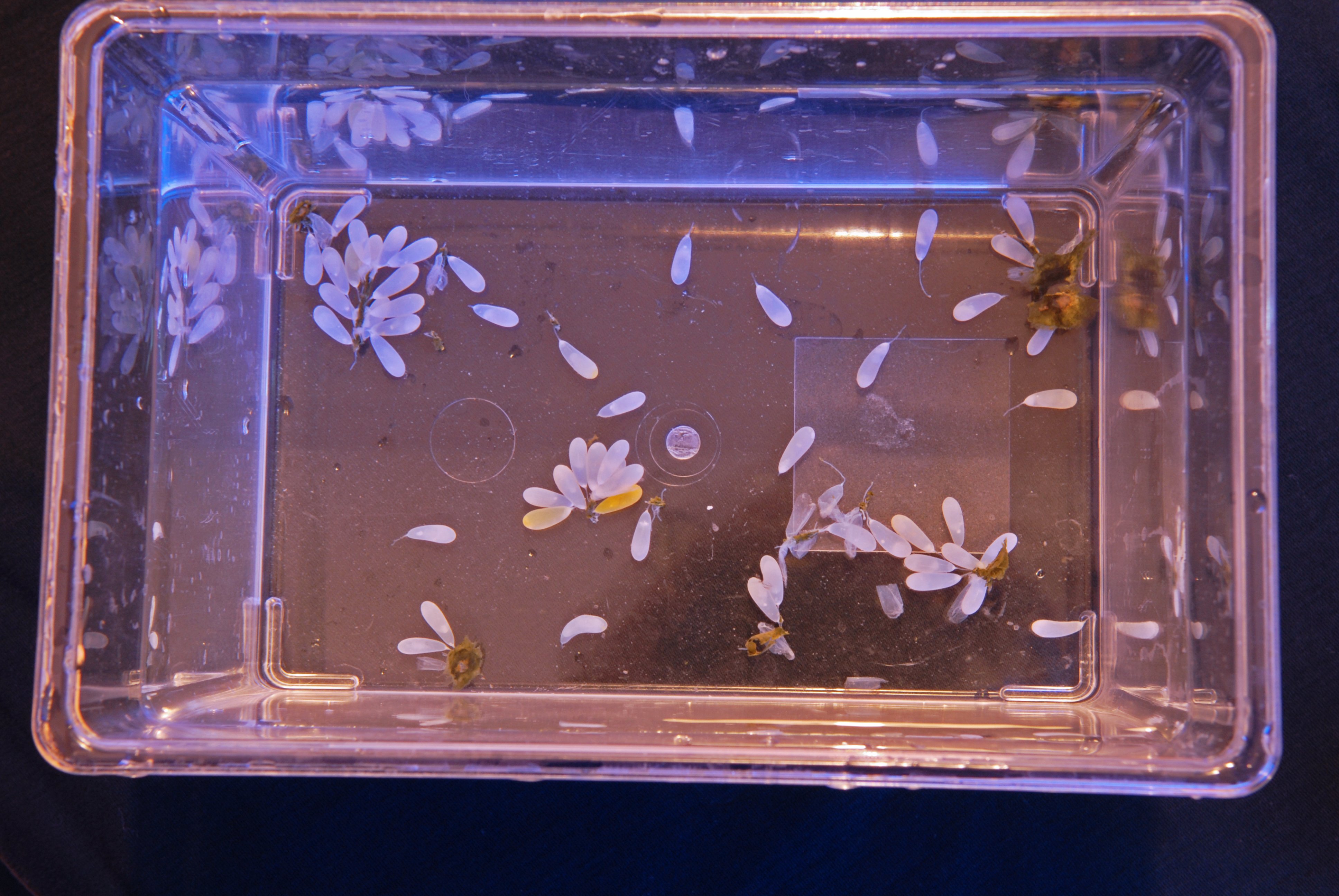 021625 eggs isolated.jpg