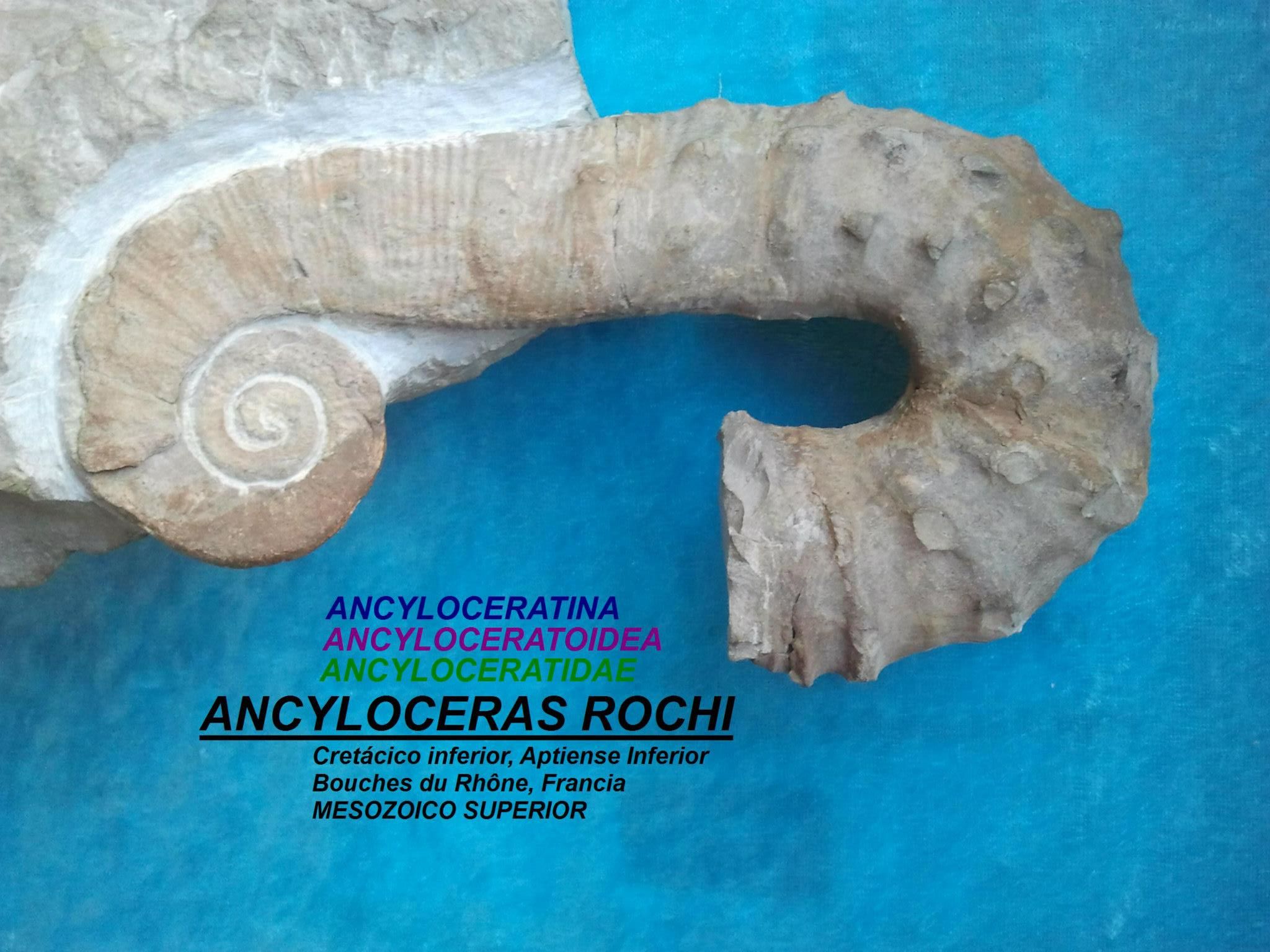 ANCYLOCERAS ROCHI