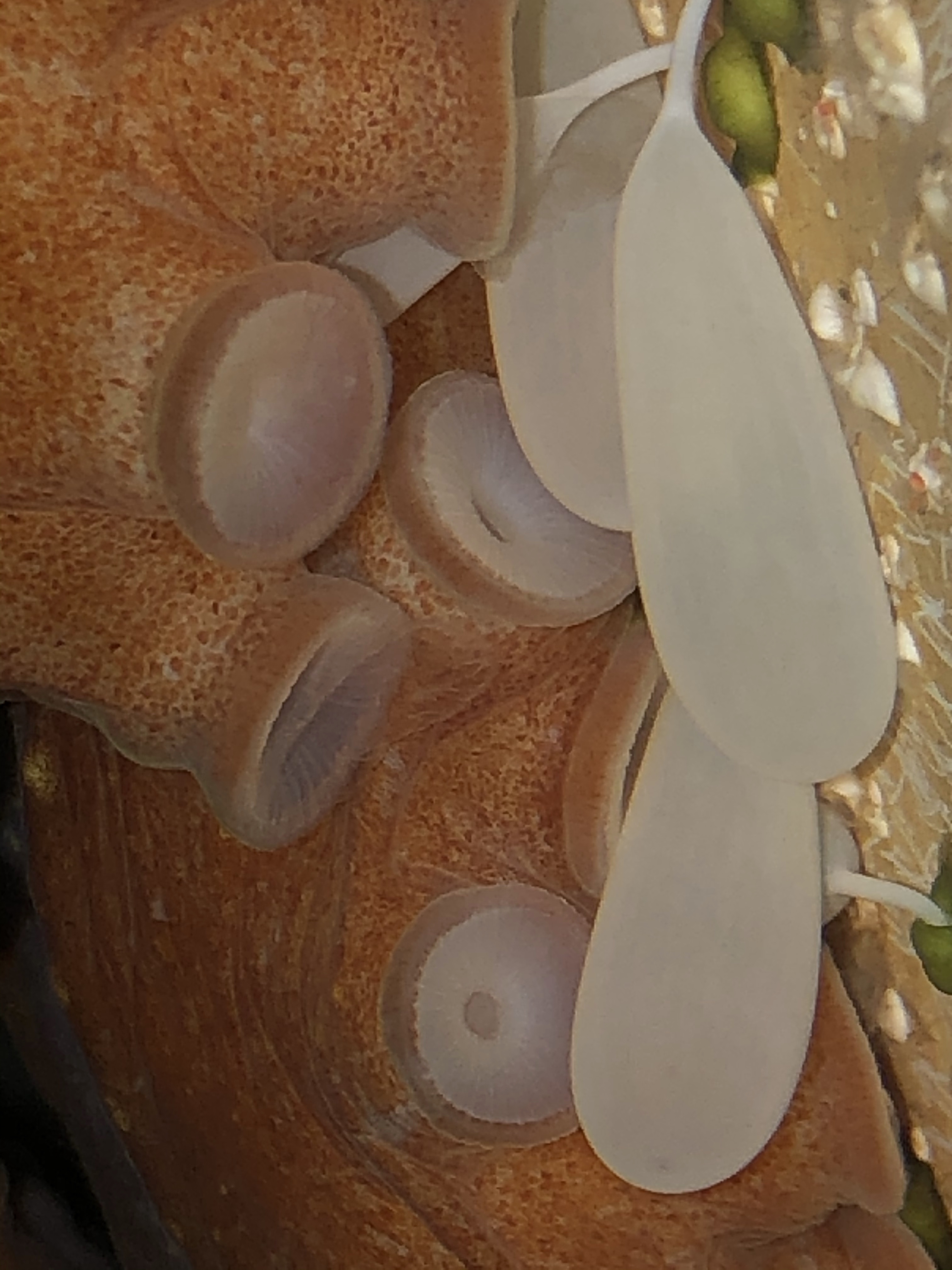 Bigeye octopus eggs closeup.jpg