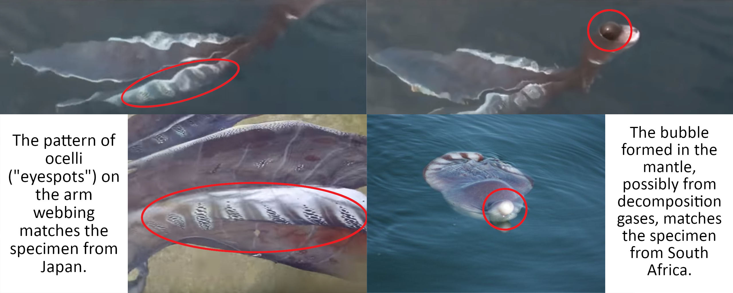 Blanket octopus comparison.png