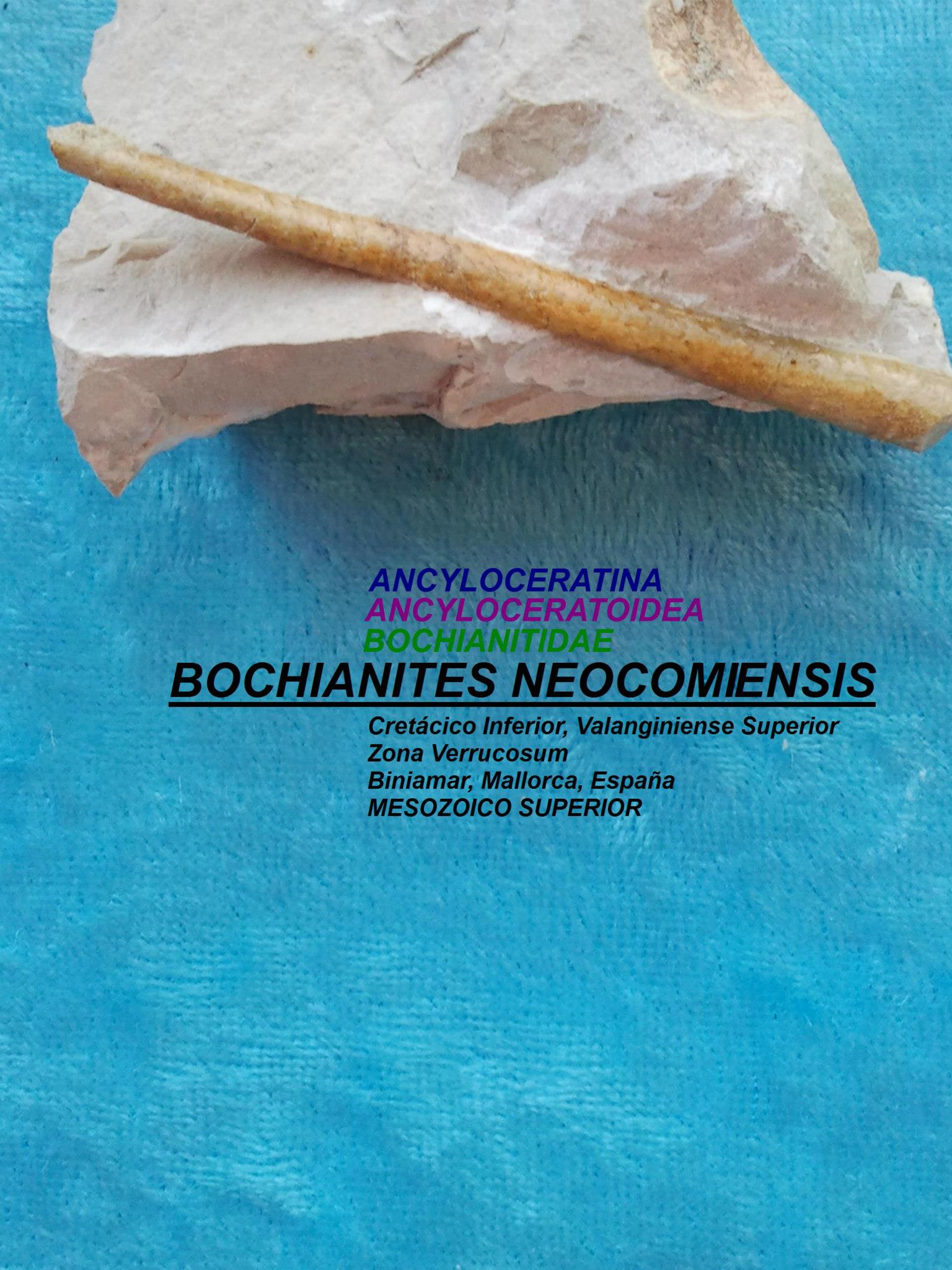 BOCHIANITES NEOCOMIENSIS