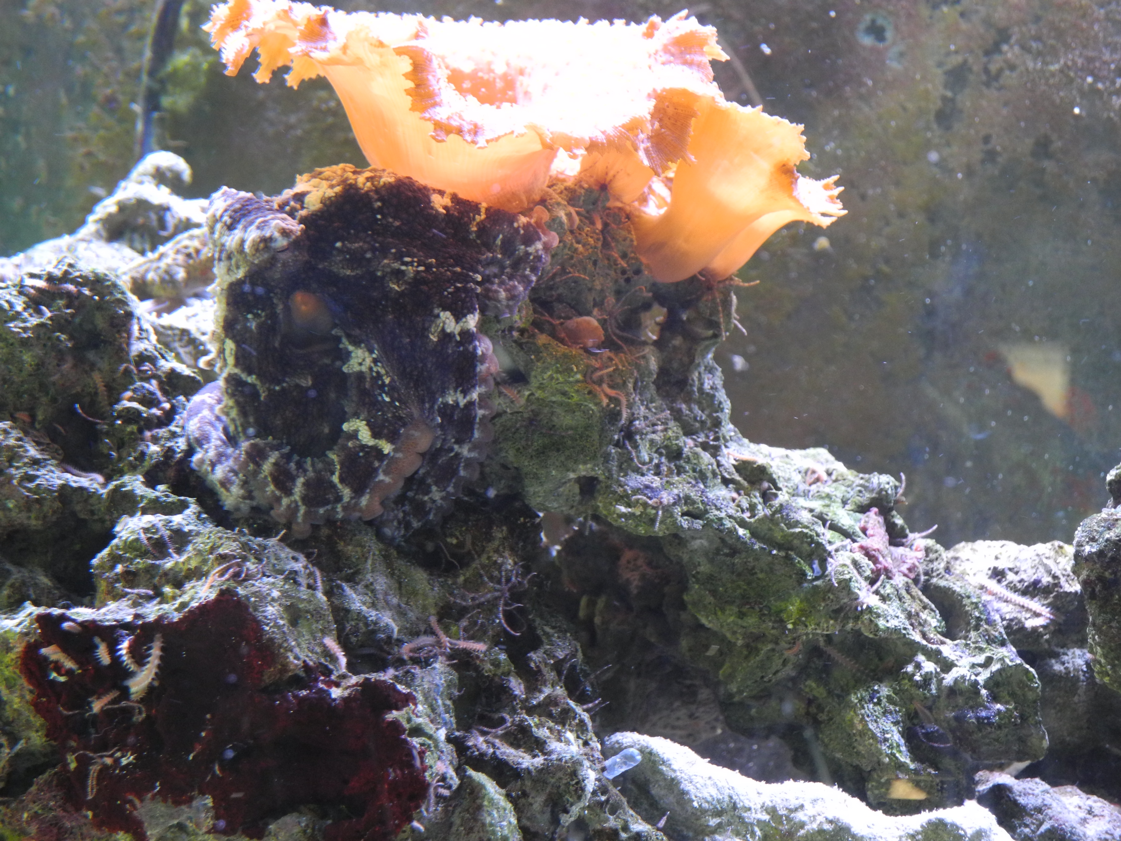 camoMushroomsDay2_01.JPG
