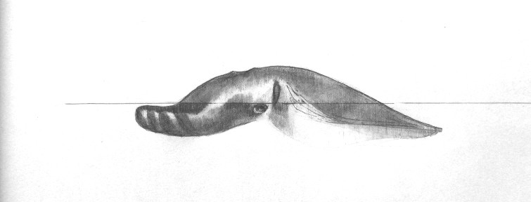 conv_290593.jpg