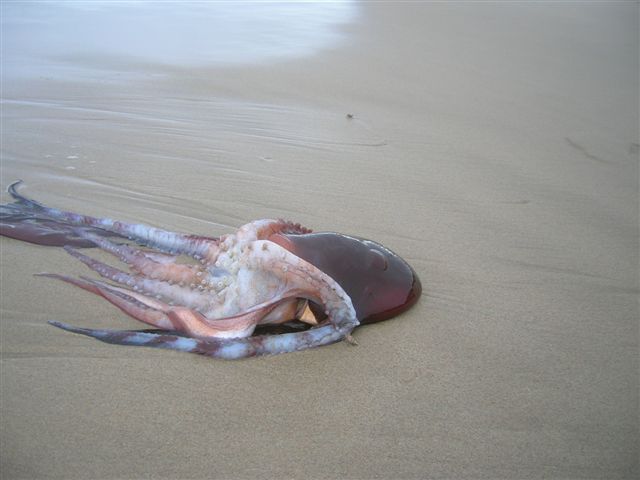 conv_290835.jpg