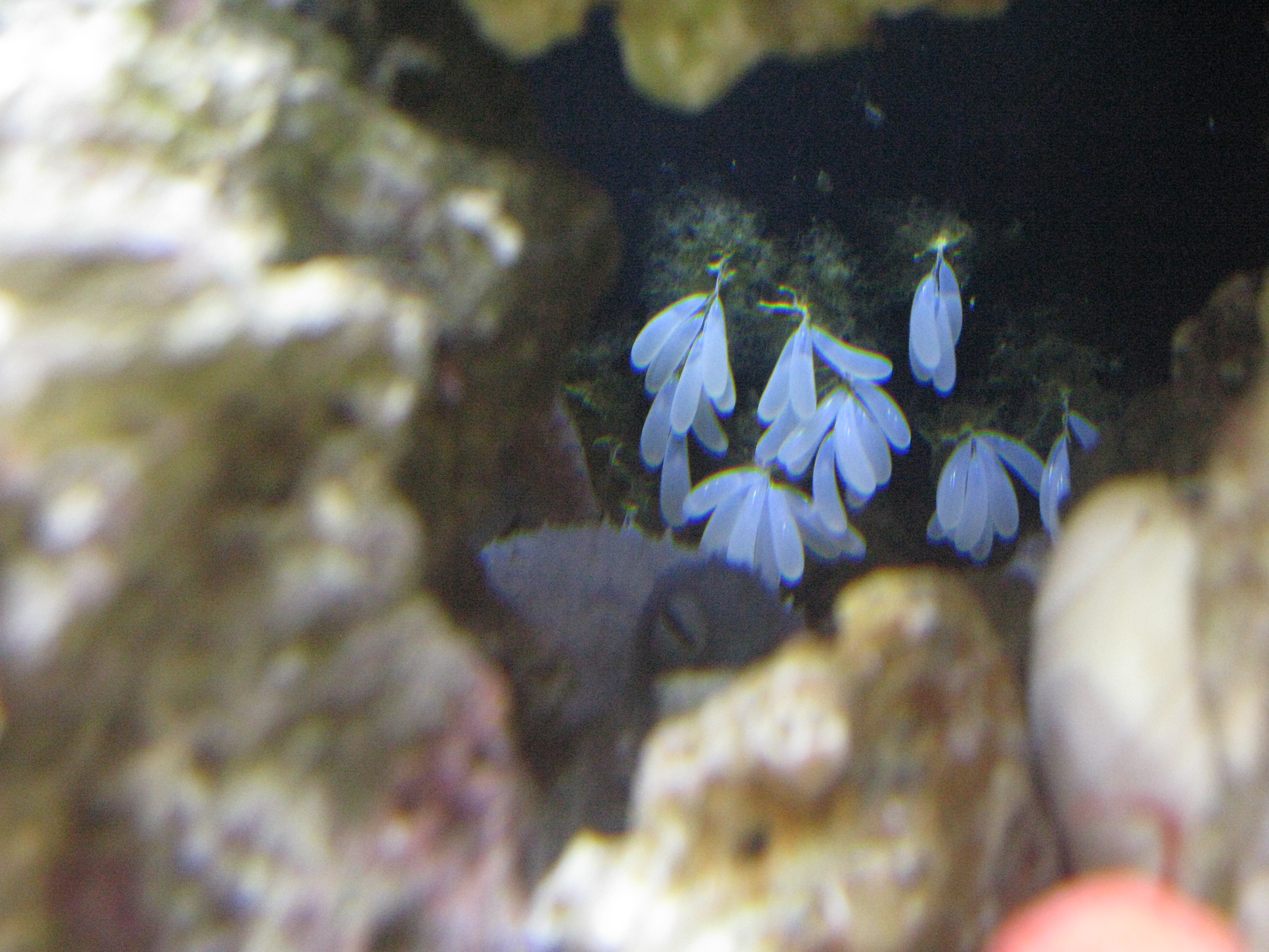 conv_298171.jpg