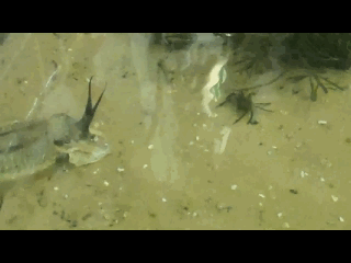 Cuttlefish Attack