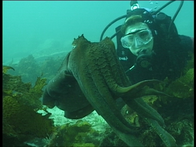 Dr Sylvia Earle with an Australian giant cuttle fish