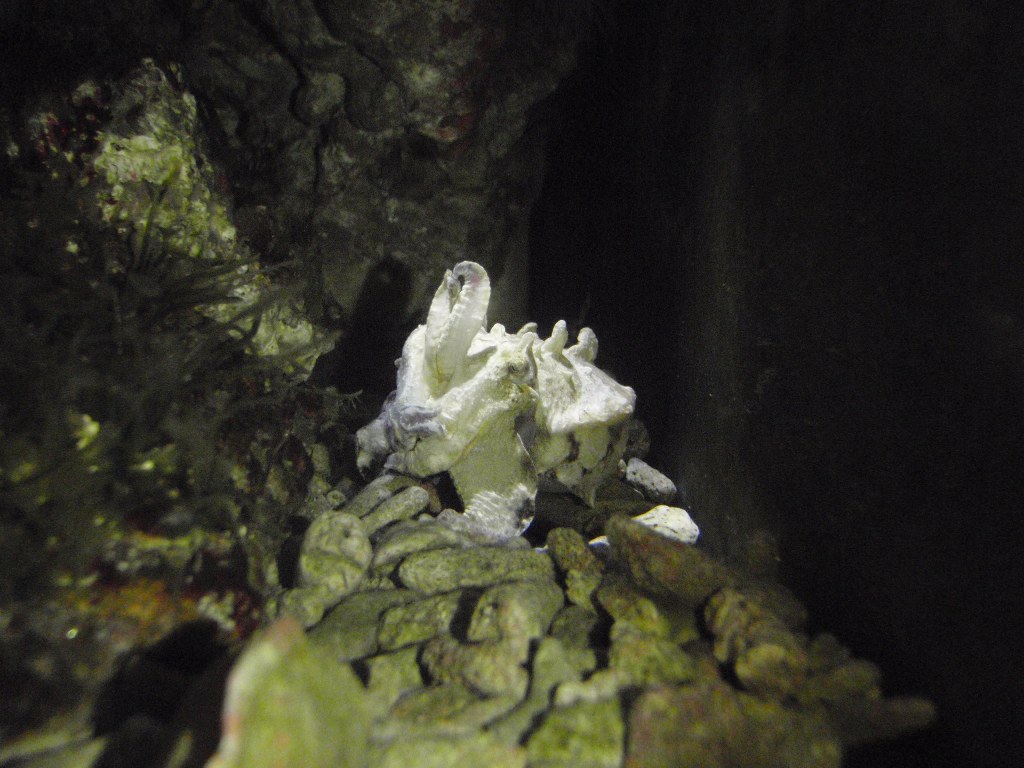 Flamboyant cuttlefish turns white at night